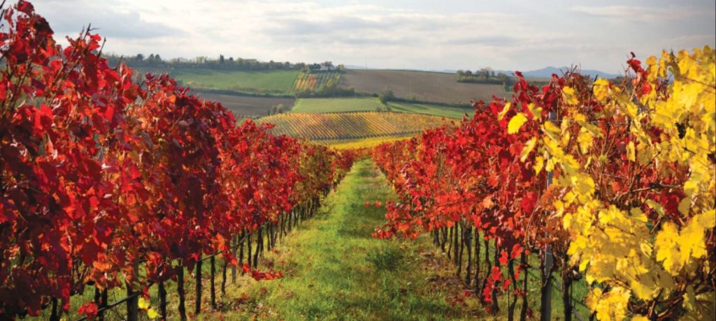 The Stellenbosch winelands in autumn